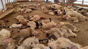 Kurt sürüsü 200 küçükbaş hayvanı telef etti