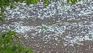 Doğanşehir'de dolu yağışı kayısıya zarar verdi