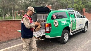 Jandarmadan kızıl şahine şefkat eli