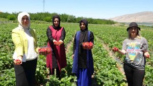 Malatya'da çilek 'kadın elinde' yetişiyor