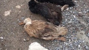 Sokak köpekleri onlarca kümes hayvanını telef etti