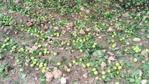 Malatya'da sağanak ve dolu meyvelere zarar verdi