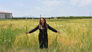 MTÜ'den tahıl üretimine destek