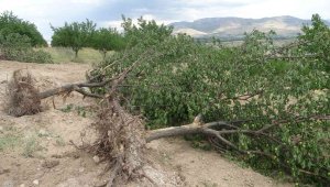 "Emeğim çok" deyip onlarca kayısı ağacını kökünden söktü
