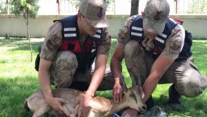 Yaralı dağ keçilerine jandarma şefkati