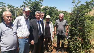 Böğürtlenden sevindiren verim