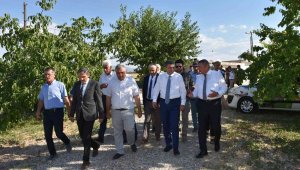 Malatya'da kayısı hasadı sürüyor