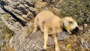 Kurtlar 18 koyunu telef etti