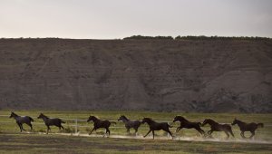 Malatya'da yetiştirilen Arap tayları Bursa'da satılacak