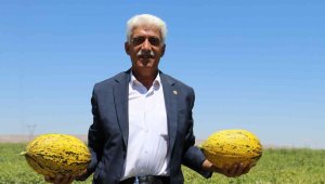 Yazıhan ovasında bereket artıyor