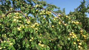 Rekolte ile sevinen kayısı üreticisi işçi bulamıyor