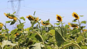 Ayçiçeği tarlaları hasat için gün sayıyor