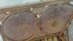 Darende'de bal sağım ve süzme mesaisi