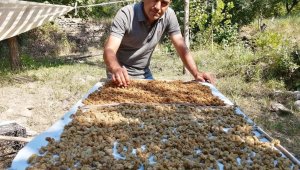 Genç girişimcinin ektiği dutlar yüz güldürdü