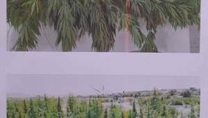 Malatya'da 651 kök kenevir ele geçirildi