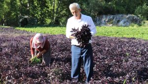 Mor reyhanda hasat zamanı