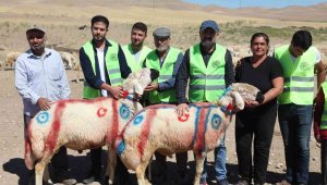 Malatya'da 'koç katım şenliği' düzenlendi