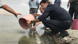Malatya'da göletlere 2,5 milyon yavru sazan