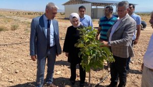 Malatya'da Trabzon hurması üretimine destek