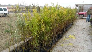 Malatya'da meyve fidanı atağı