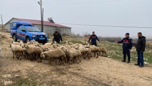 Kayıp hayvanlar dron ile bulundu
