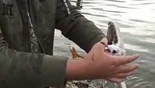 Oltaya martı takıldı