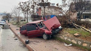 Kaldırıma çıkıp ağacı yerinden söktü