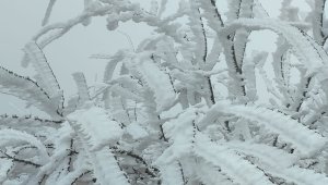 Malatya'da şaşkına çeviren olay: Kırağı ağaçların dallarını kırdı