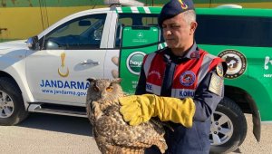 Yaralı baykuşa duyarlı vatandaş şefkati