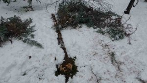 Kar ağaçları yerinden söktü