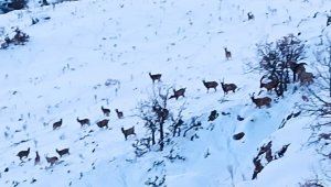 Malatya'da kar altında yiyecek arayan yaban keçileri görüntülendi
