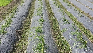 Dolu sebze fidelerine zarar verdi