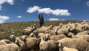 Kaybolan hayvanları dron ile buldular 