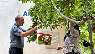 'Dalbastı Kirazı'nda hasat zamanı