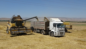 Arguvan'da buğday hasadında sona gelindi 