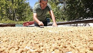 Darende'de kayısıya alternatif yetiştirilen dutta verim yüksek 