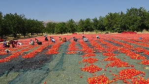 Malatya'da kurutmalık domates mesaisi 