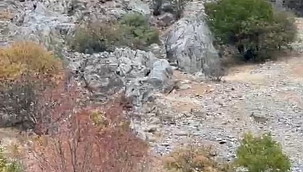 Malatya'da yaban keçileri sürü halinde görüntülendi 