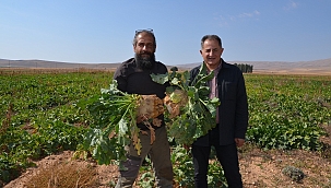 Şeker pancarında verim yüz güldürdü 
