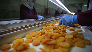 Depremin vurduğu Malatya'da kayısı yüz güldürdü 