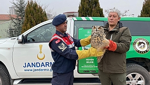 Malatya'da yaralı bulunan baykuş koruma altına alındı 