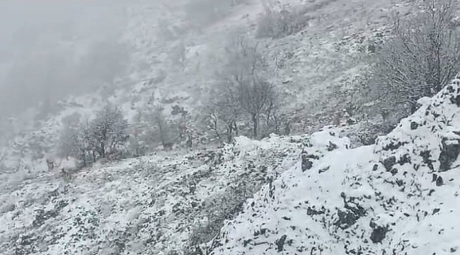 Karlı dağlarda yem arayan yaban keçileri görüntülendi 
