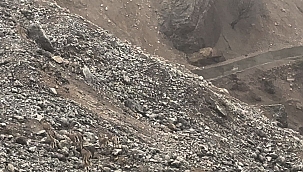 Yaban keçileri sürü halinde görüntülendi