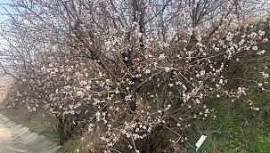 Malatya'da badem ağaçları çiçek açtı 