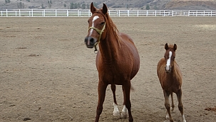 Şampiyon adayı taylar dünyaya gözlerini açmaya başladı 