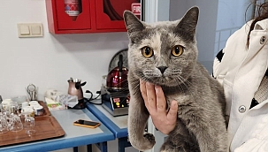 Çatıya sıkışan kediyi personeller kurtardı 