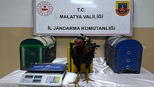 Horoz dövüştürenlere ceza yağdı 