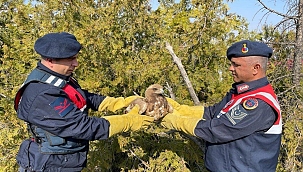 Jandarma tarafından bulunan kartal koruma altına alındı 