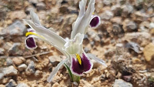 Malatya'da Nevruz Çiçekleri açtı 