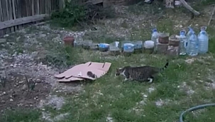 Ağaçta sıkışan yavru kedi kurtarıldı 